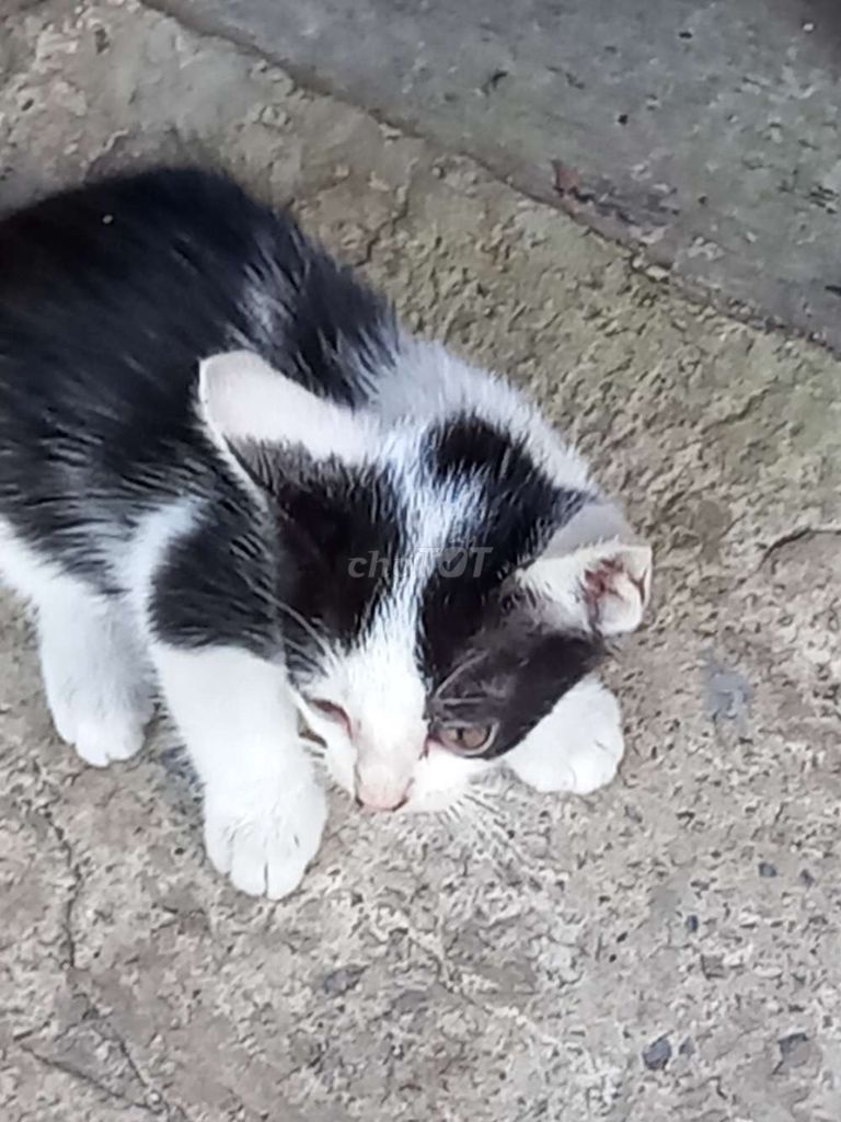 Mèo con. Mua bán Mèo tại Quận Cái Răng Cần Thơ được đăng bởi Lý phú vinh hình 2