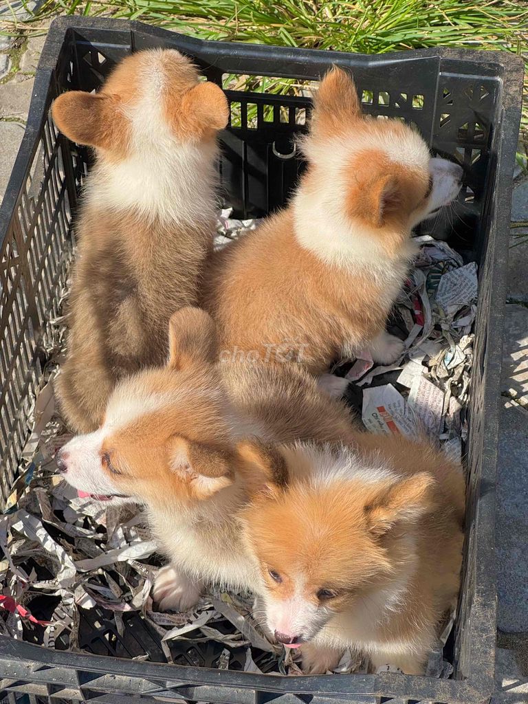 Chó Corgi mông bụ đẹp. Mua bán Chó tại Quận Cẩm Lệ Đà Nẵng được đăng bởi Anh Pet Shop hình 6