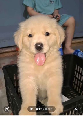 (S)CHÓ GOLDEN ĐÁNG YÊU CÔ CHÚ ƠI !HỐT LẸ HỐT LẸ ^^