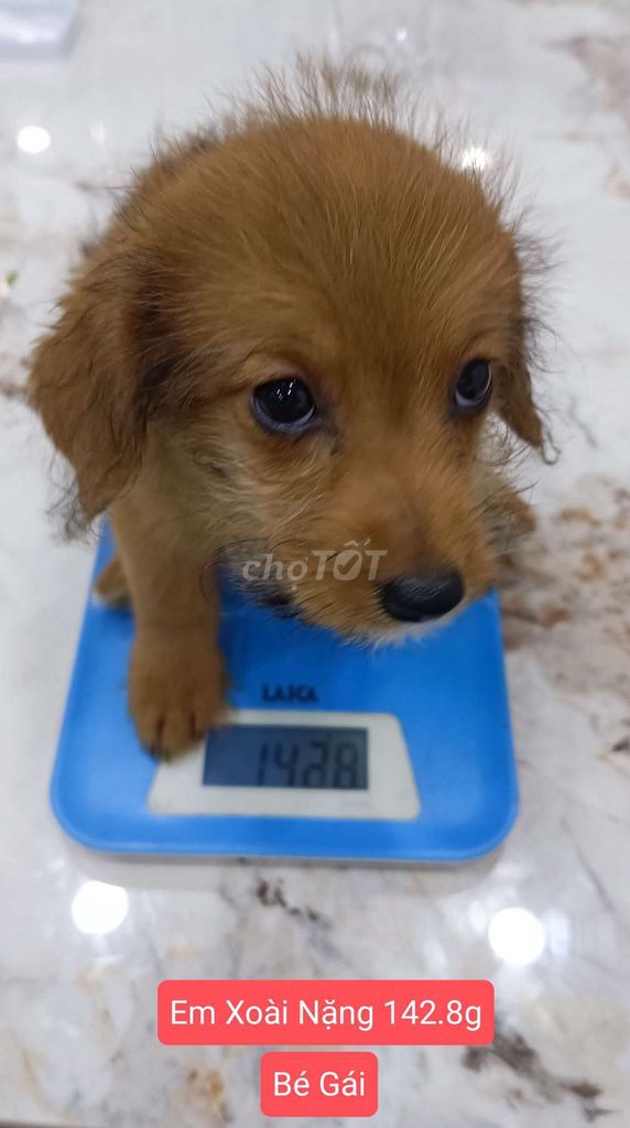 Chó Mẹ Poodle, Bố Corgi Nhà đẻ bán rẻ bù tiền sữa