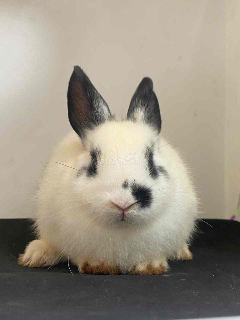 Thỏ sư tử Hà Lan Trắng đen ở Hà Nội. Mua bán Thú cưng khác tại Quận Thanh Xuân Hà Nội được đăng bởi Cao Tường Vi  hình 1
