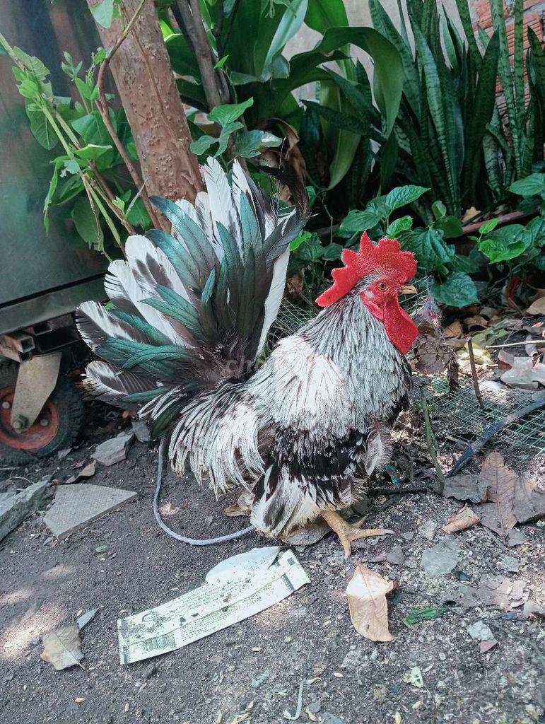 GL đc em tre đá hay nòi đá trạng lo ko ae. Mua bán Gà tại Huyện Trảng Bom Đồng Nai được đăng bởi Lâmkendy hình 1