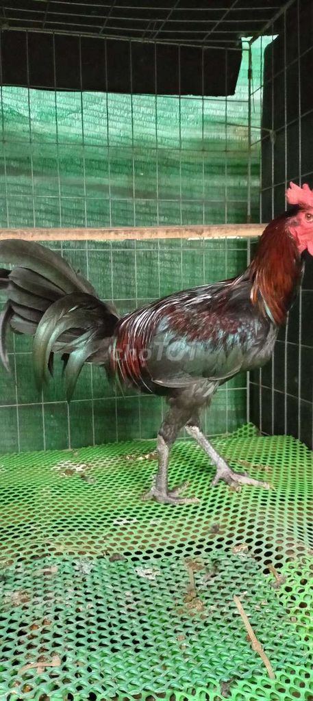 Gà chọi Peru 6 tháng 3kg Đen đỏ. Mua bán Gà tại Huyện Hóc Môn Tp Hồ Chí Minh được đăng bởi FB Huy Cuong Peru Gallos hình 1