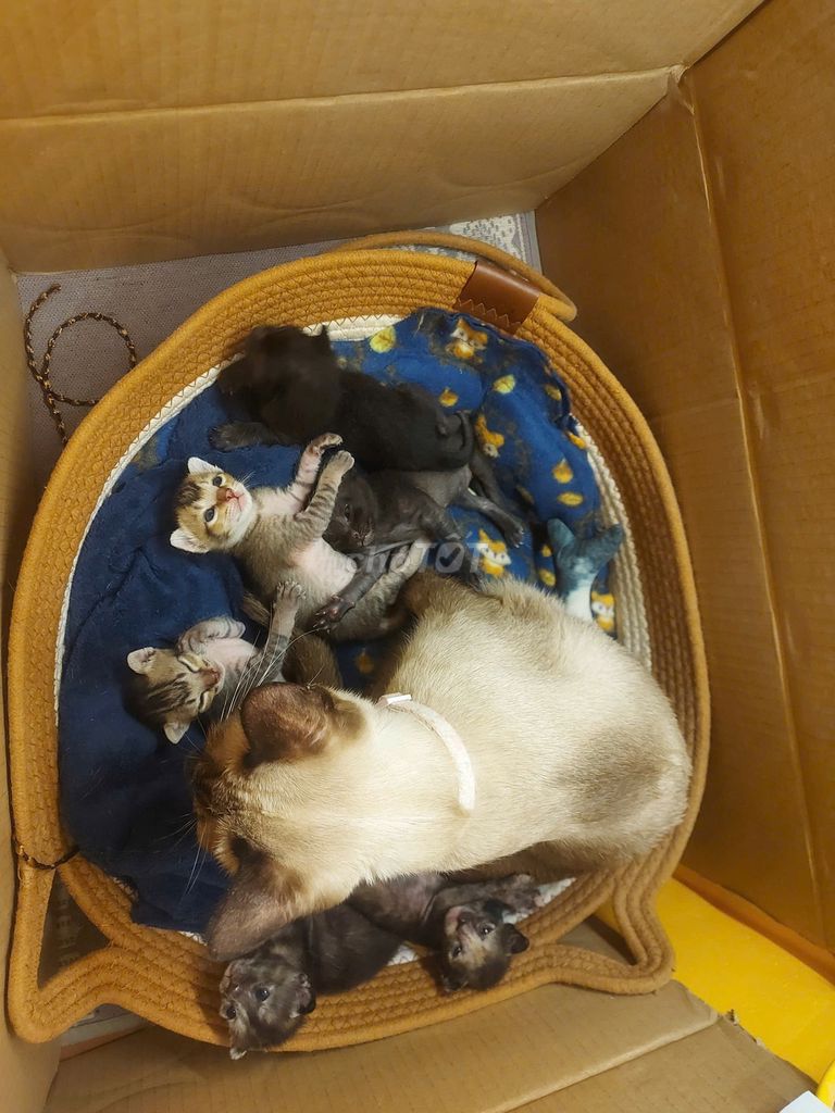 Mèo Thái Lan lai Mướp 2 tháng. Mua bán Mèo tại Thành phố Cao Lãnh Đồng Tháp được đăng bởi Dung Nguyen hình 1