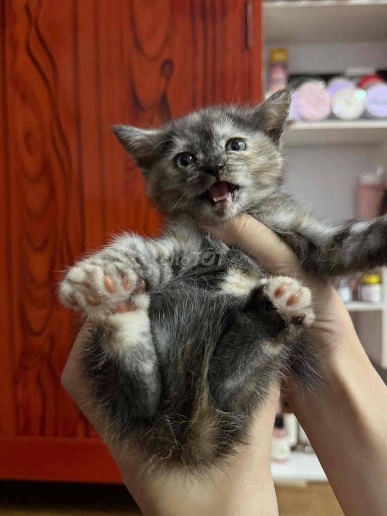 Mèo ALD lai Tabby Cái 2 tháng tuổi. Mua bán Mèo tại Quận Gò Vấp Tp Hồ Chí Minh được đăng bởi châu hình 1