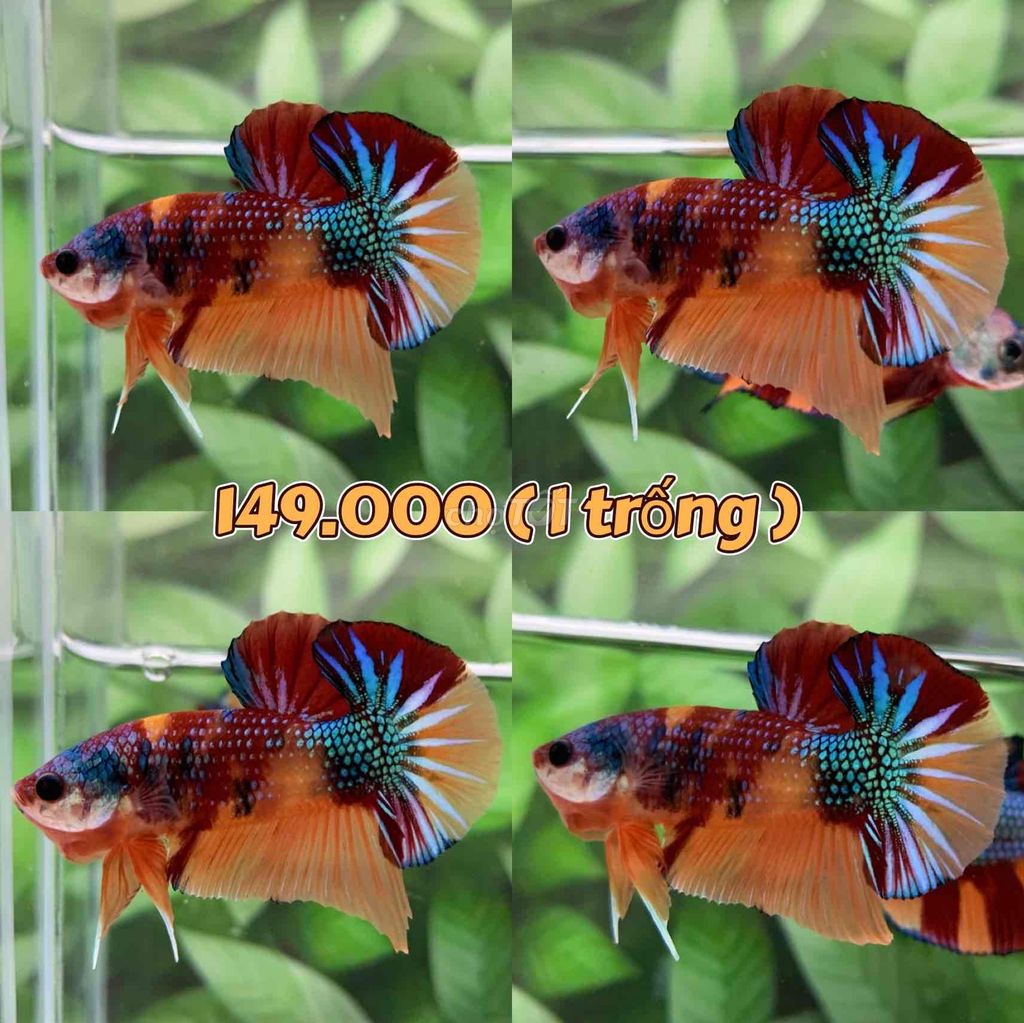 cá Betta Koi Metallic Tặng mái