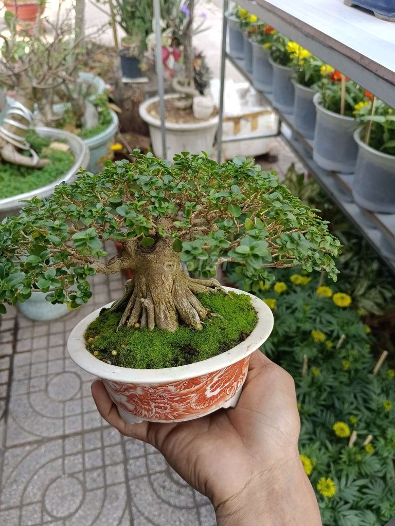 Cây cảnh bonsai gốm sứ. Mua bán Cây cảnh, đồ trang trí tại Huyện Thanh Bình Đồng Tháp được đăng bởi Nguyen Phuoc Loc hình 1