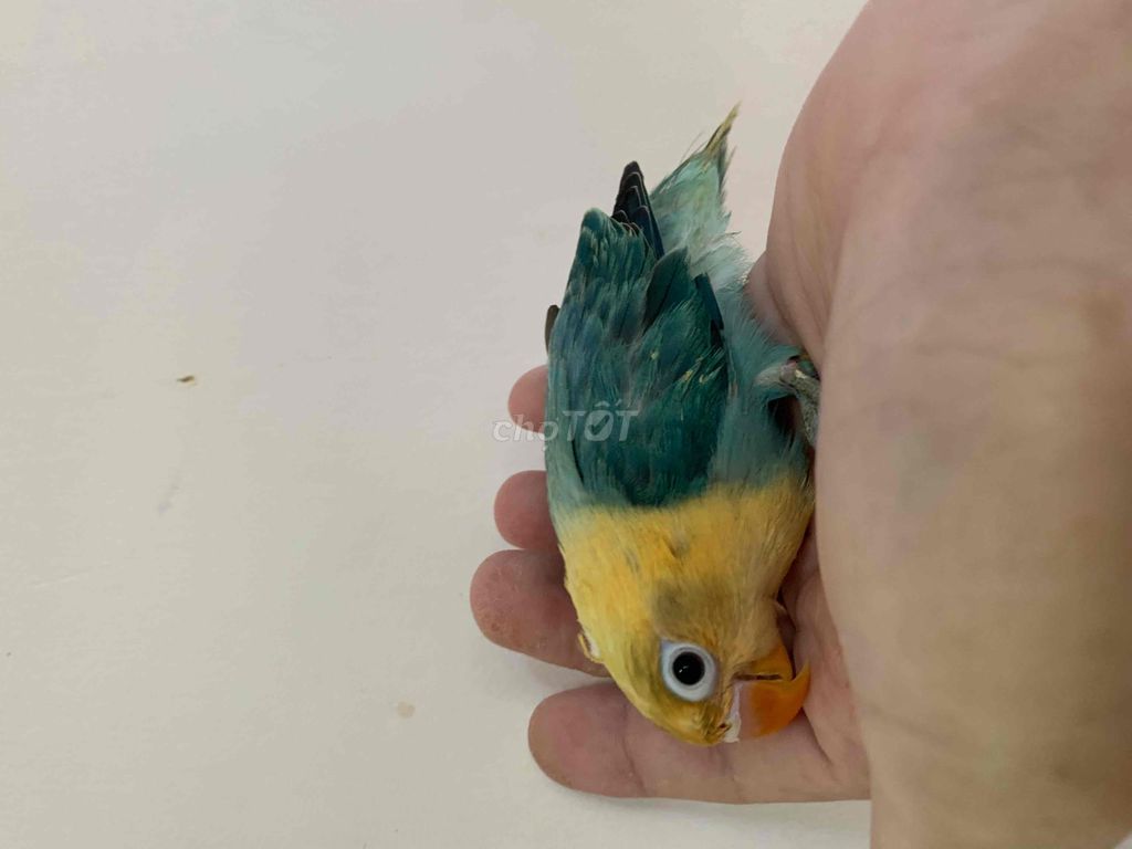 Vẹt lovebird đầu vàng siu quấn chủ và hiền 💓