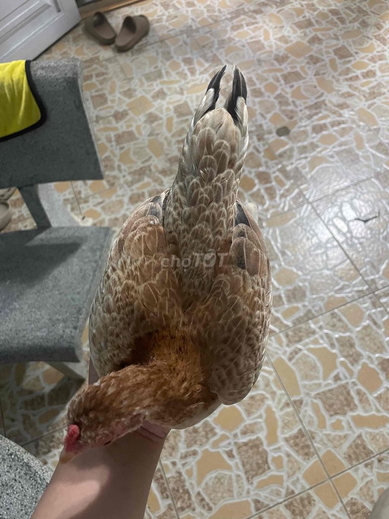 Gà tre Bắc cộc. Mua bán Gà tại Thành phố Vũng Tàu Bà Rịa - Vũng Tàu được đăng bởi ty hình 1