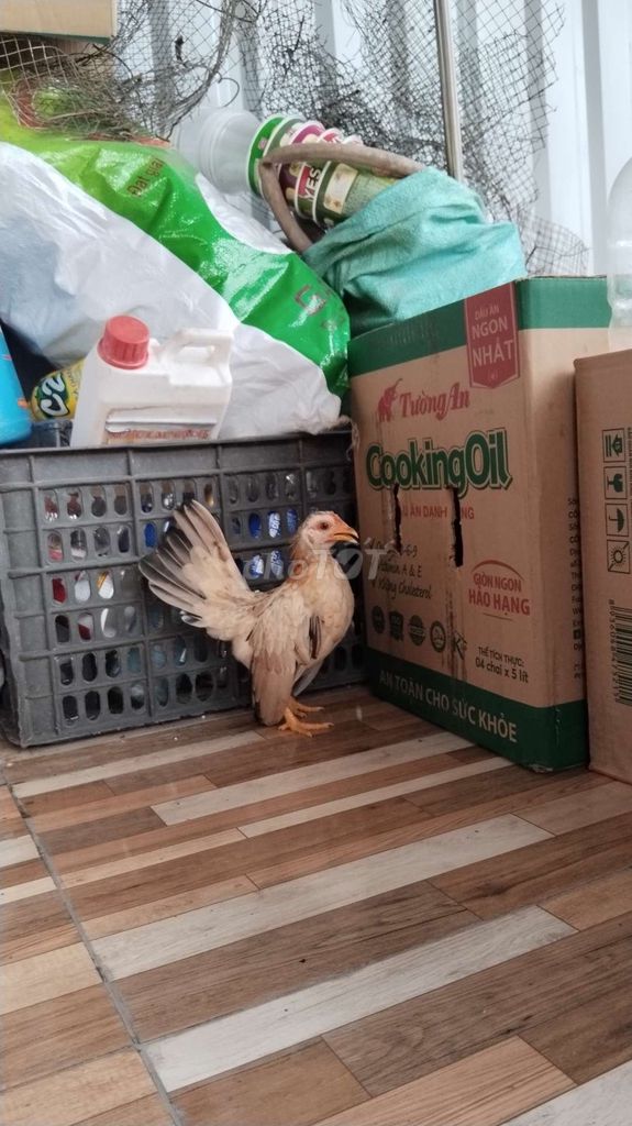 Mái serama khét chuối mặt đỏ!. Mua bán Gà tại Quận 12 Tp Hồ Chí Minh được đăng bởi Nguyễn Hoài Nam hình 5