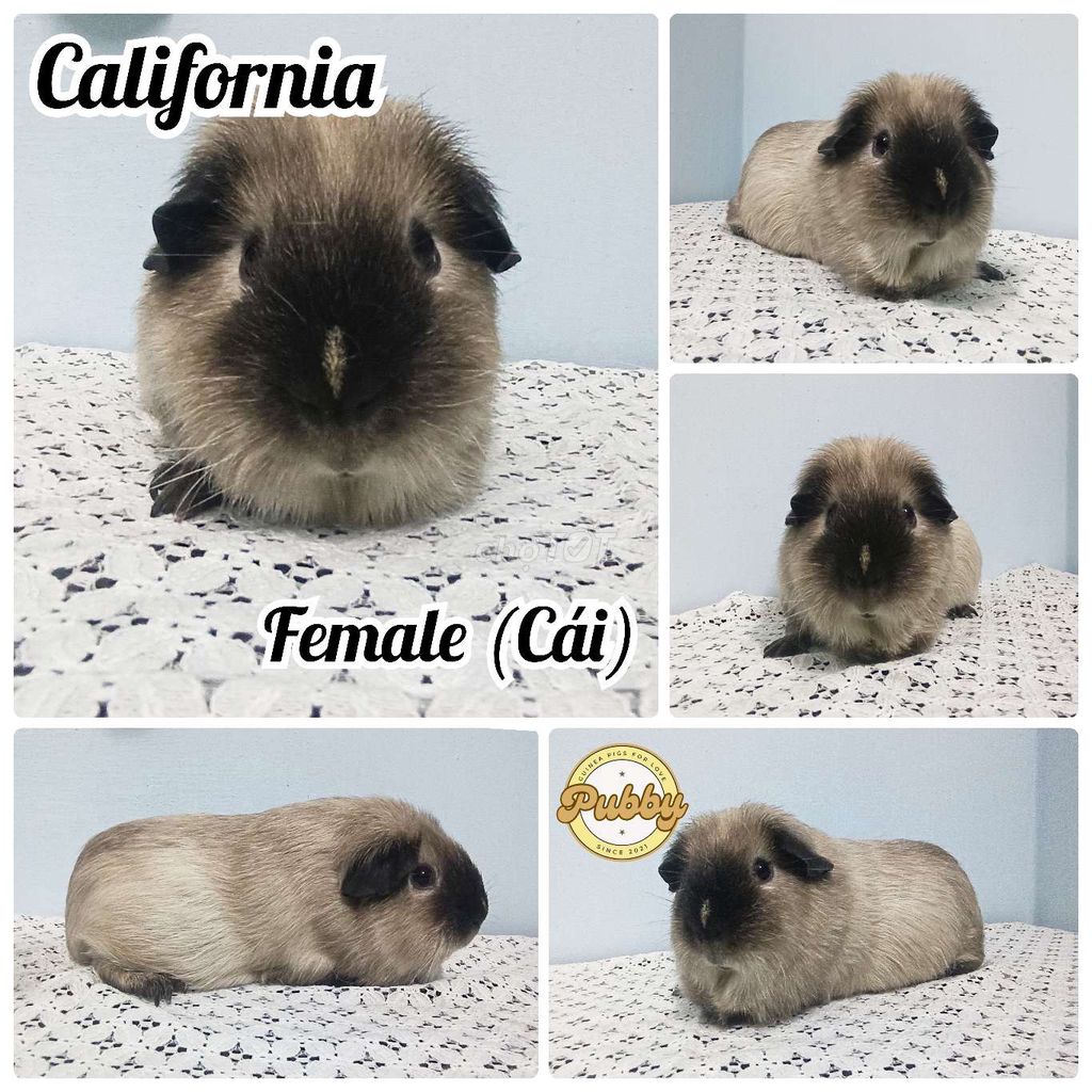 Chuột lang Ame Cali Teddy