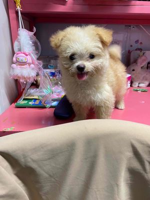 Chó Poodle cái 2.5 tháng đã tiêm