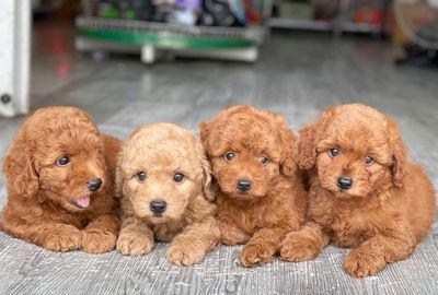 4 bé poodle con. Mua bán Chó tại Thành phố Biên Hòa Đồng Nai được đăng bởi Nguyễn Hoàng