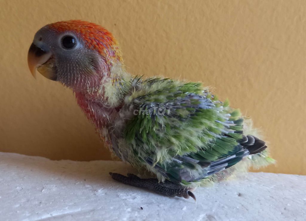 Vẹt Lovebird non đa màu. Mua bán Chim tại Thị xã Gò Công Tiền Giang được đăng bởi Thanh hình 1