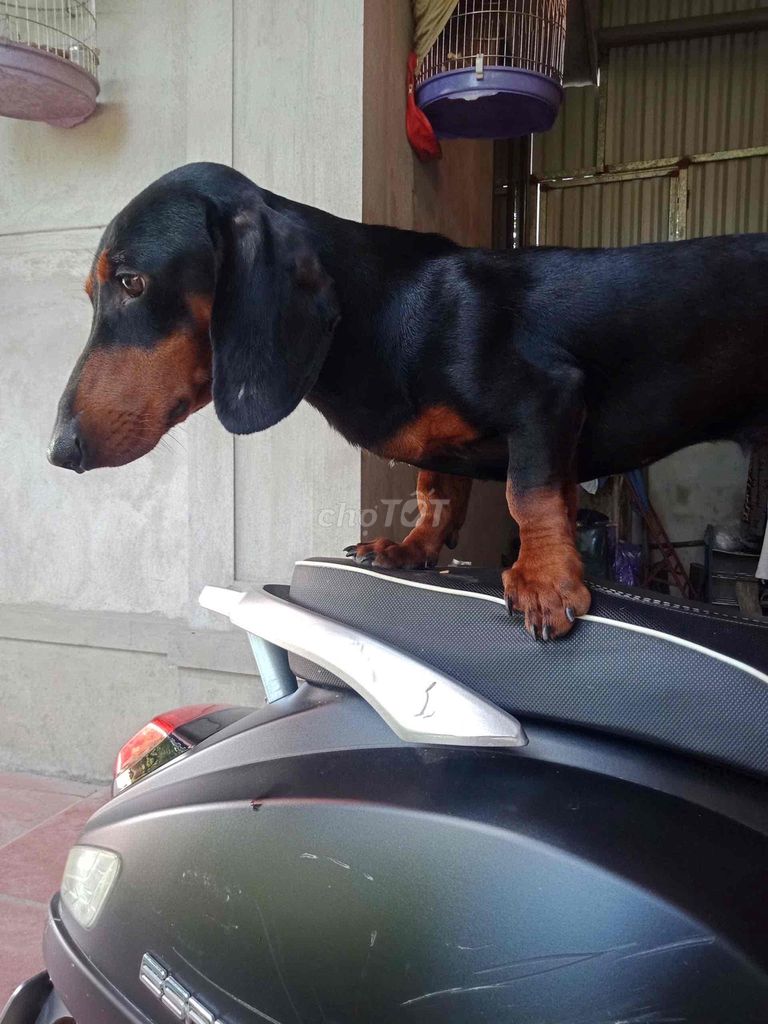 ko có người nuôi cần gả em nó cho ai thích. Mua bán Chó tại Huyện Khoái Châu Hưng Yên được đăng bởi Nguyễn Phú Tuấn hình 1