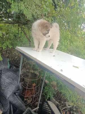 Cần bán một em xu đep. Mua bán Chó tại Huyện Mê Linh Hà Nội được đăng bởi Nguyễn duy hội 