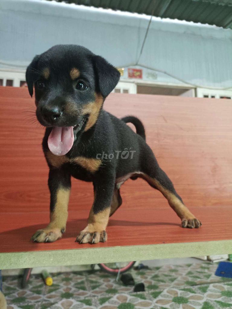 Rottweiler đực có đốm lưỡi giống to canh nhà giỏi