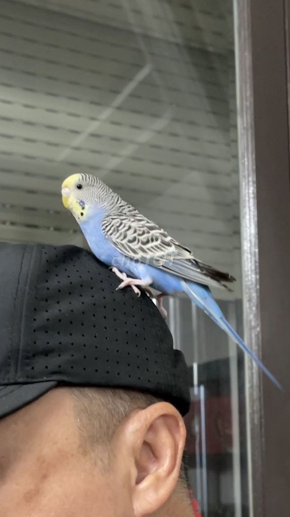 Tìm Chim Yến phụng màu Xanh Bay Lạc Phạm Văn Chiêu. Mua bán Chim tại Quận Gò Vấp Tp Hồ Chí Minh được đăng bởi Ngân hình 1