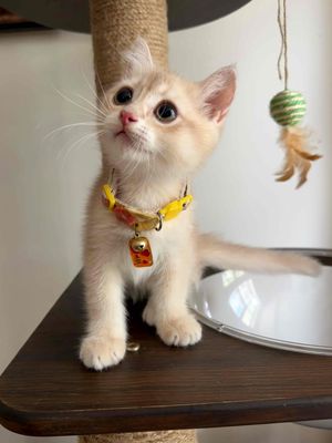 Mèo Anh lông ngắn đã tiêm phòng