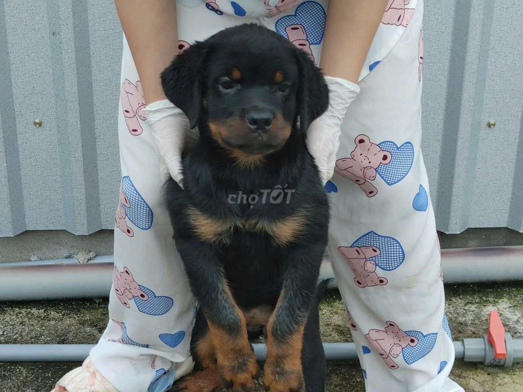 Cho rottweiler cái và đực. Mua bán Chó tại Thành phố Thủ Dầu Một Bình Dương được đăng bởi thuy tran hình 2