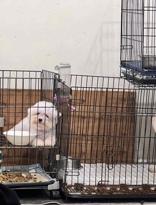 Chó Bichon Frise Mini đang bầu