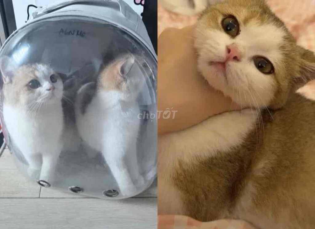 Mèo Golden vàng 4 tháng đã tiêm. Mua bán Mèo tại Quận Bắc Từ Liêm Hà Nội được đăng bởi Nguyễn Văn Nam hình 1