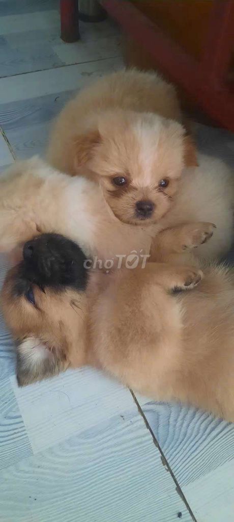 bán 3 chó nhật đực lùn lông xù. Mua bán Chó tại Huyện Nhơn Trạch Đồng Nai được đăng bởi Văn Tú hình 1