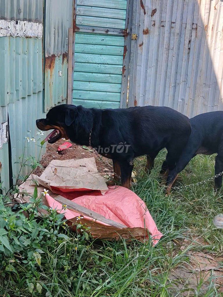 Rottweiler Đực 55kg.nhận phối giống. Mua bán Chó tại Thị xã Bến Cát Bình Dương được đăng bởi Malinois bình dương  hình 5