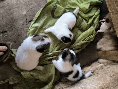 Rả 2 bầy. Mua bán Chó tại Thành phố Buôn Ma Thuột Đắk Lắk được đăng bởi hoàng nguyễn