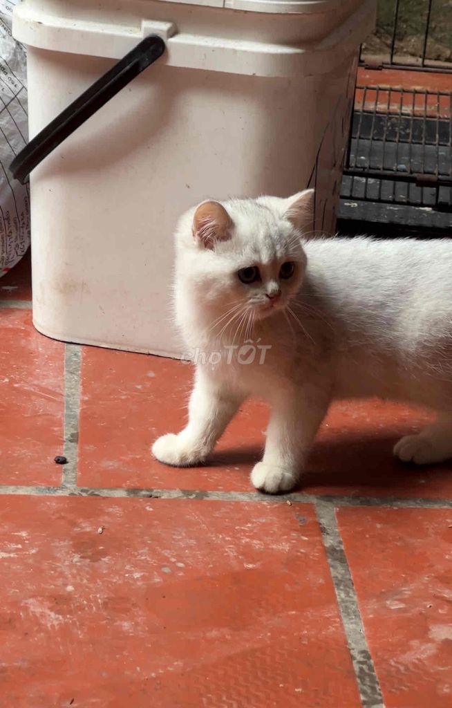 Mèo Anh lông ngắn Trắng ánh bạc. Mua bán Mèo tại Huyện Thường Tín Hà Nội được đăng bởi Đông Nguyễn hình 1