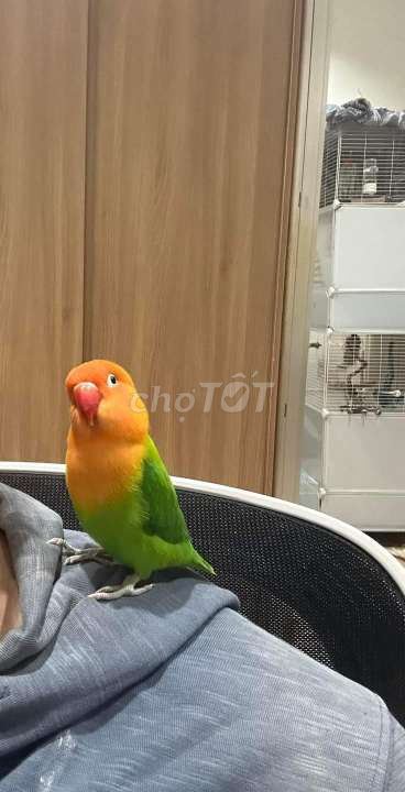 Cần tìm vẹt Lovebird trống trưởng thành