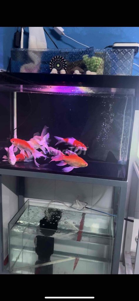 Thanh lý tất cả gồm hồ, chân hồ, lọc, bơm ,…. Mua bán Phụ kiện, Thức ăn, Dịch vụ tại Quận Ninh Kiều Cần Thơ được đăng bởi Nguyễn Thanh Liêm hình 4