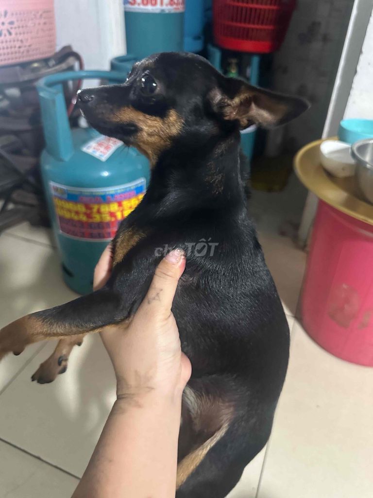 Chó Phốc Cái 2.5kg Đã tiêm đầy đủ. Mua bán Chó tại Quận Thanh Xuân Hà Nội được đăng bởi Thanh Nga hình 1
