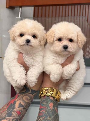 Chó Poodle con màu Kem mơ