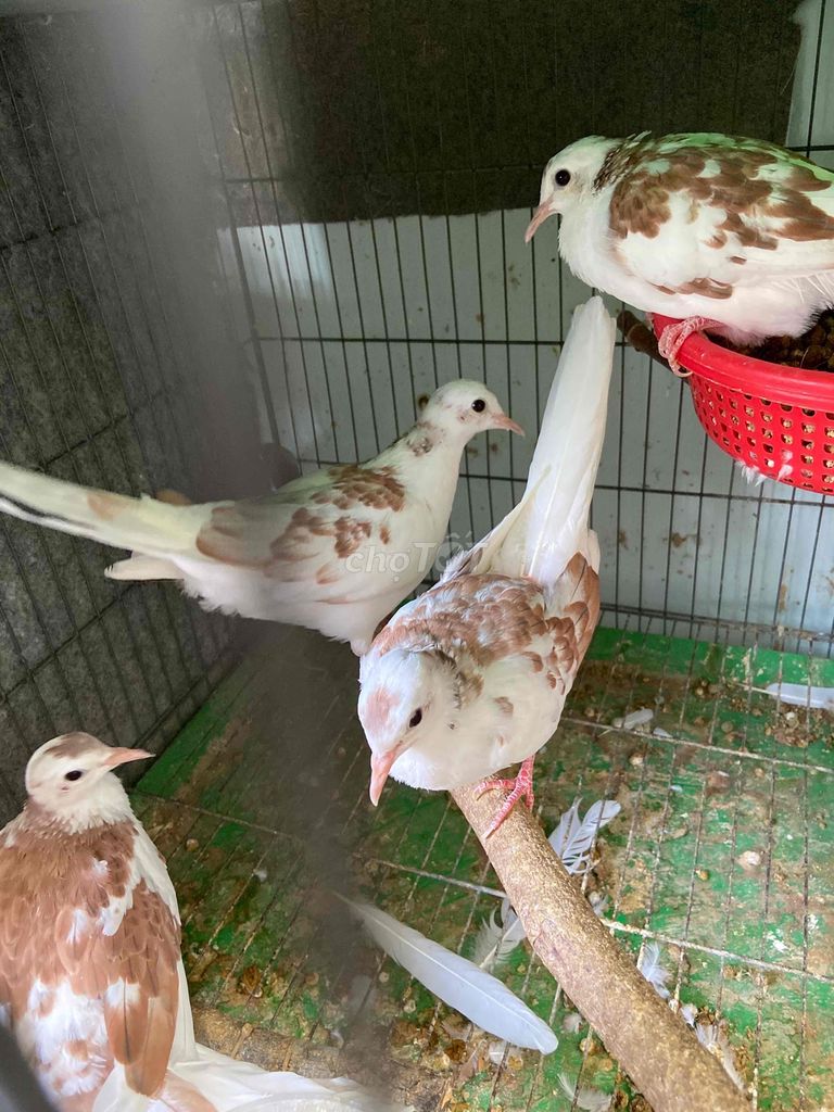 Cặp cu thái văn hoa đỏ. Mua bán Chim tại Quận Gò Vấp Tp Hồ Chí Minh được đăng bởi Cường Cool hình 1