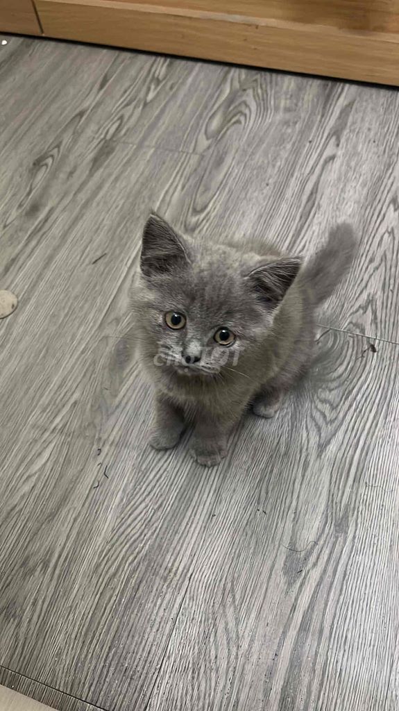 Mèo Anh lông dài 2 tháng tuổi. Mua bán Mèo tại Quận Cầu Giấy Hà Nội được đăng bởi Đăng Dương hình 1