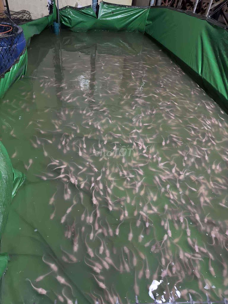 Thanh lý hồ cá trê hồng 1000 con. Mua bán Thú cưng khác tại Thành phố Thuận An Bình Dương được đăng bởi Phương Uyên hình 1