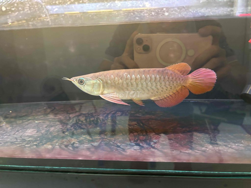 Cá Huyết Long 24-25cm form ngắn đuôi to. Mua bán Thú cưng khác tại Quận 12 Tp Hồ Chí Minh được đăng bởi Mê Cá Rồng hình 1