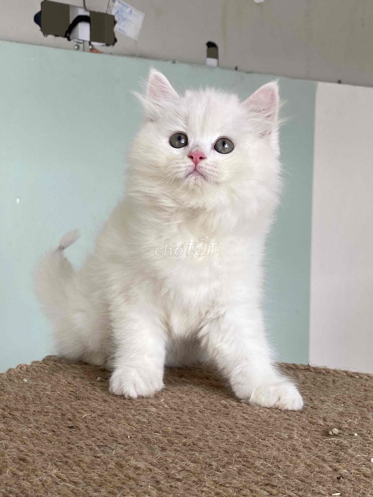 mèo anh giá trên hình từ 900. Mua bán Mèo tại Thành phố Thủ Đức Tp Hồ Chí Minh được đăng bởi Nguyễn Quốc Việt hình 3