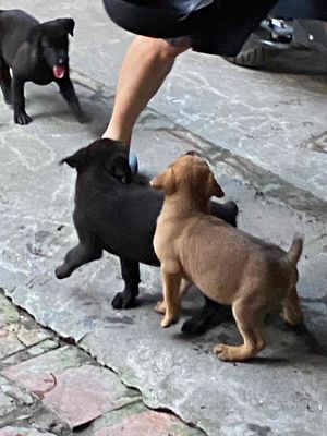 Chó Mông Cộc màu vàng và đen 2 tháng tuổi