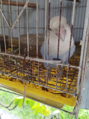 Vẹt trống sinh sản. Mua bán Chim tại Huyện Đức Hòa Long An được đăng bởi trantu