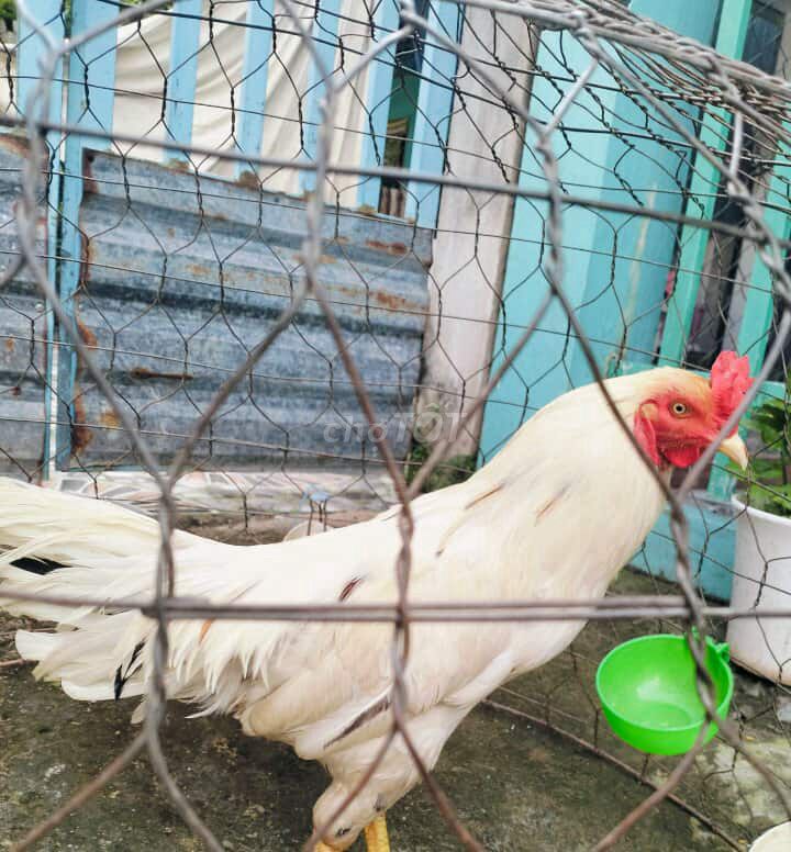 Gà thua 2kg5 còn lên bán hoặc gl cặp mái nòi(400/1