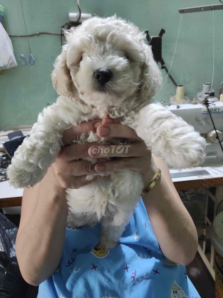 Tìm nhà yêu thương các con Poodle