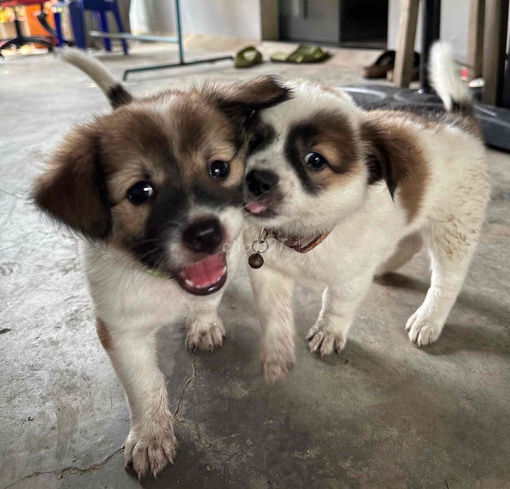 Chó con Nâu trắng. Mua bán Chó tại Huyện Phú Tân An Giang được đăng bởi Nguyễn Huỳnh Thảo Ngân hình 1