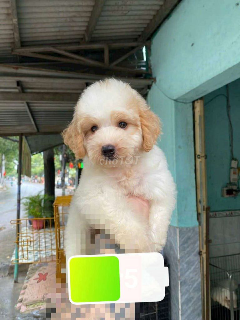 Chó Poodle Toy cái 4 tháng. Mua bán Chó tại Thành phố Thủ Đức Tp Hồ Chí Minh được đăng bởi Bi Bướng Bỉnh hình 1