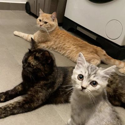 Mèo Anh lông ngắn đã tiêm phòng