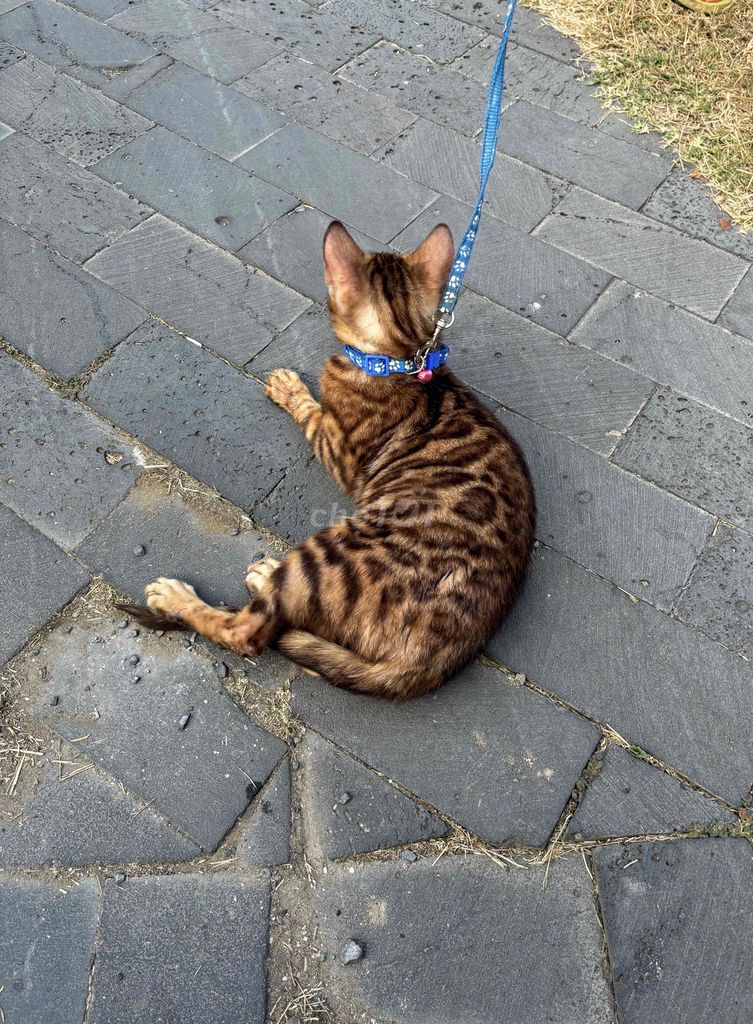 Bengal Siêu Phẩm Sài Gòn. Mua bán Mèo tại Quận 7 Tp Hồ Chí Minh được đăng bởi PHẠM QUỐC LẬP hình 1