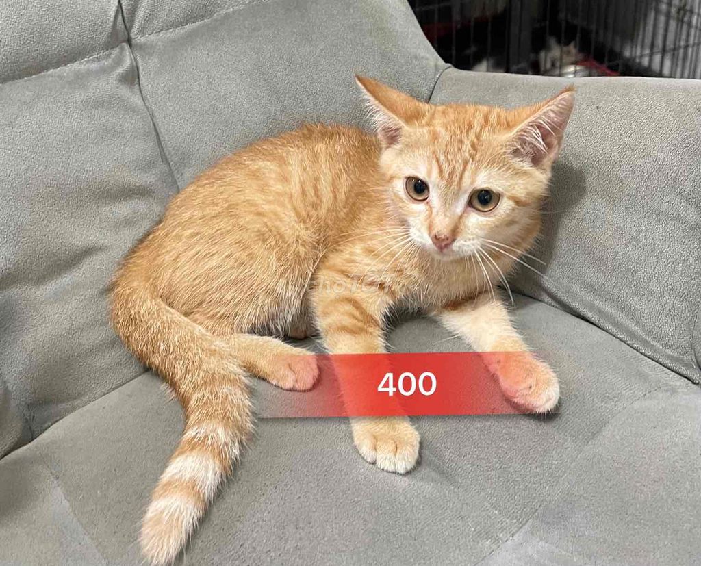 Mèo anh lông ngắn golden , tuxedo , tabby. Mua bán Mèo tại Thành phố Thủ Đức Tp Hồ Chí Minh được đăng bởi Chó Mèo Thủ Đức hình 1
