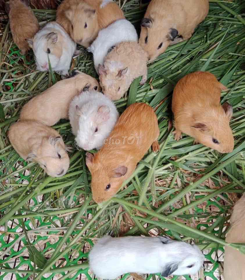 Chuột lang khỏe mạnh nhiều màu. Mua bán Thú cưng khác tại Quận 5 Tp Hồ Chí Minh được đăng bởi Quỳnh Vy hình 1