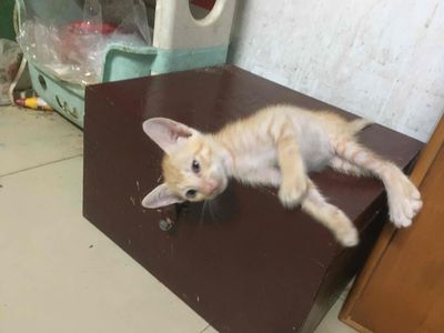 Mèo con màu Vàng và trắng